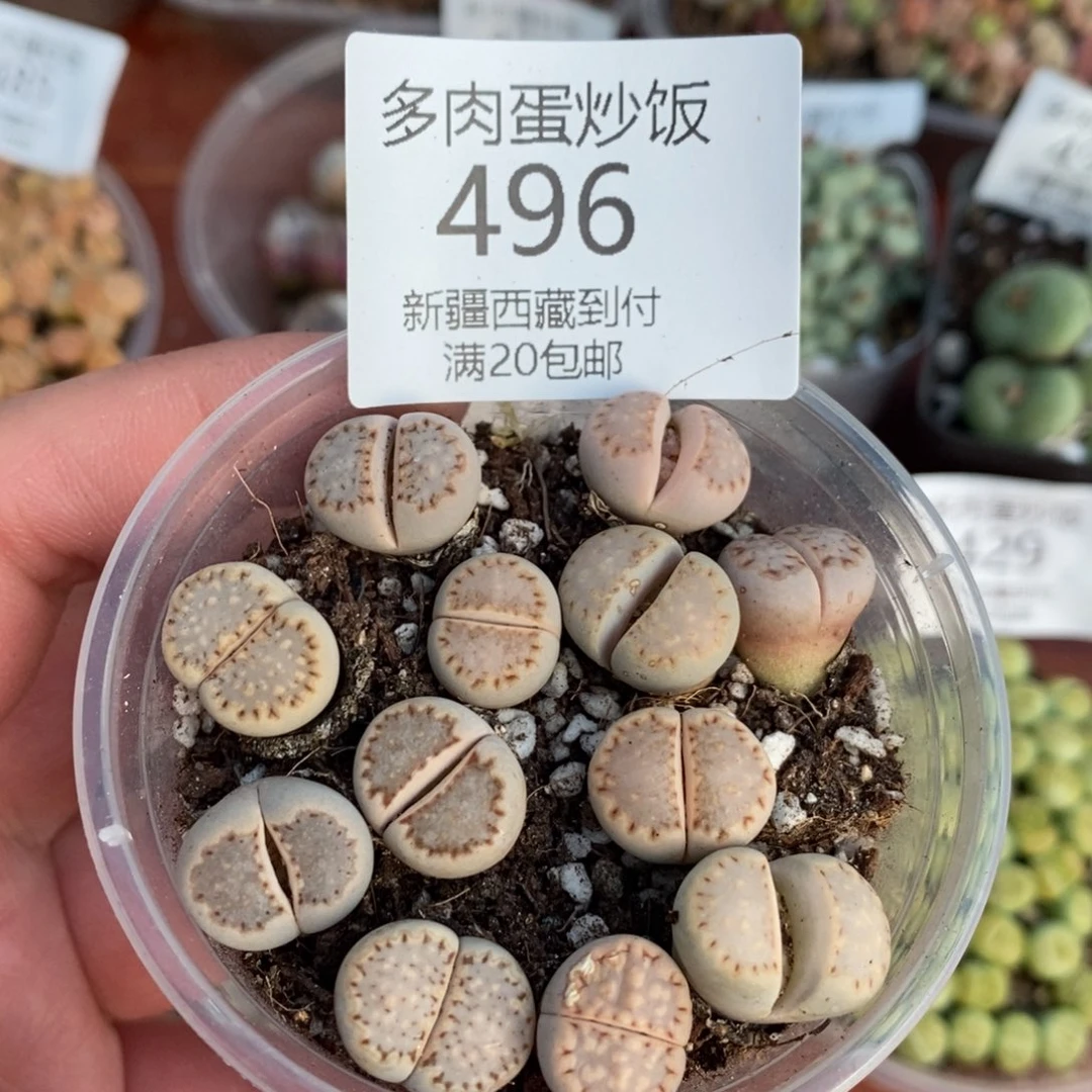 感谢您的支持，00496