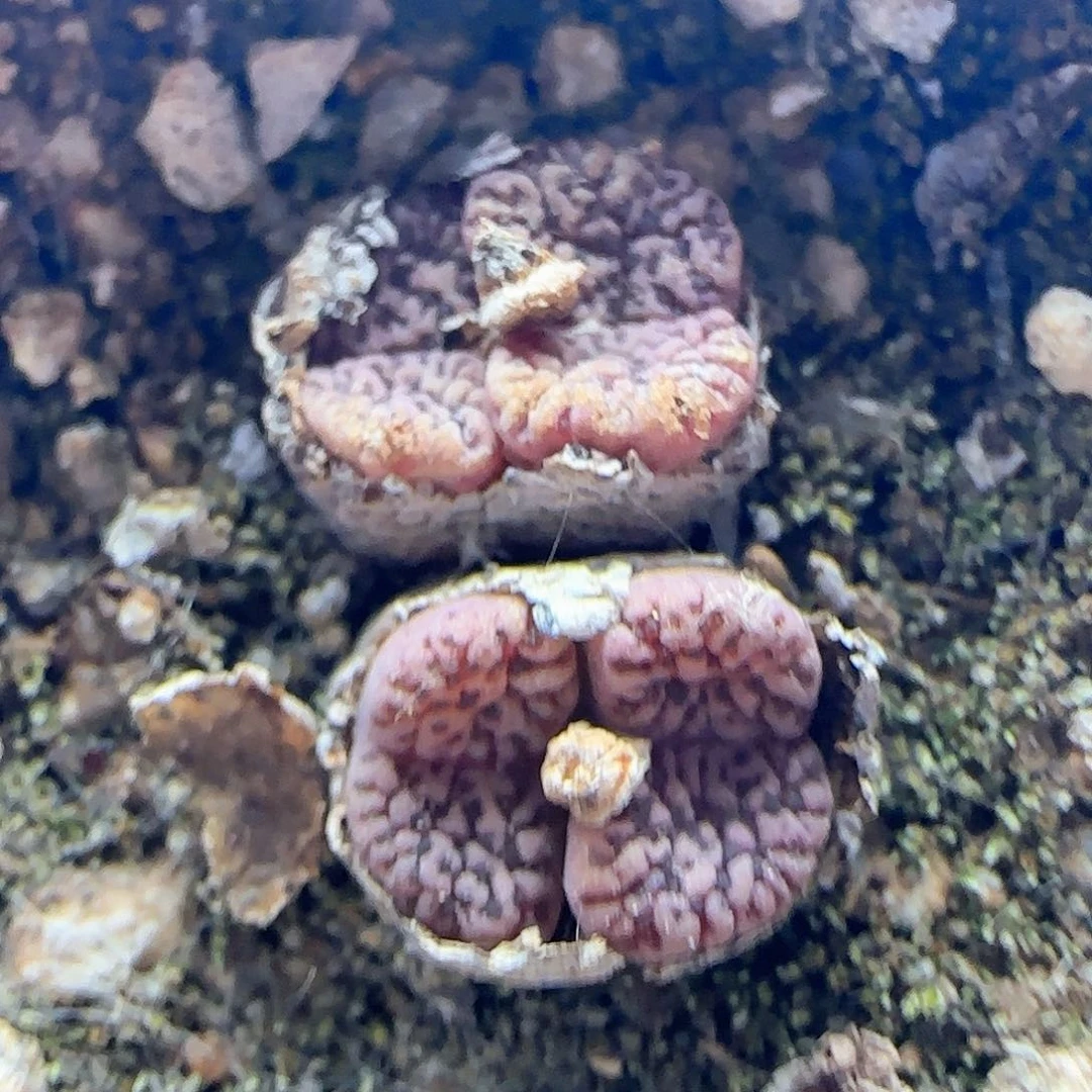 各位宝宝下午安康41438