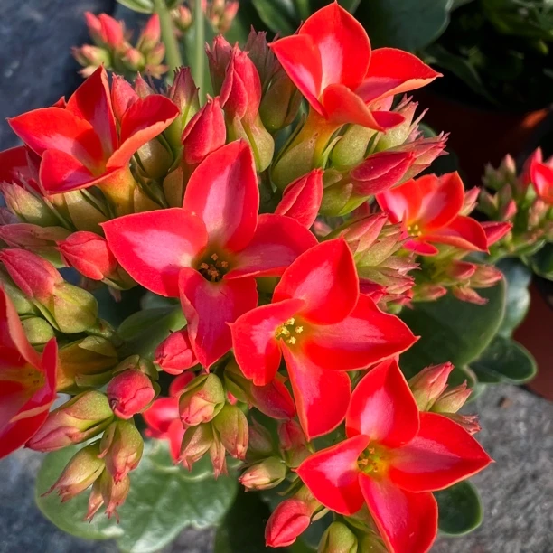 梦想家～【美丽心情】单瓣长寿花