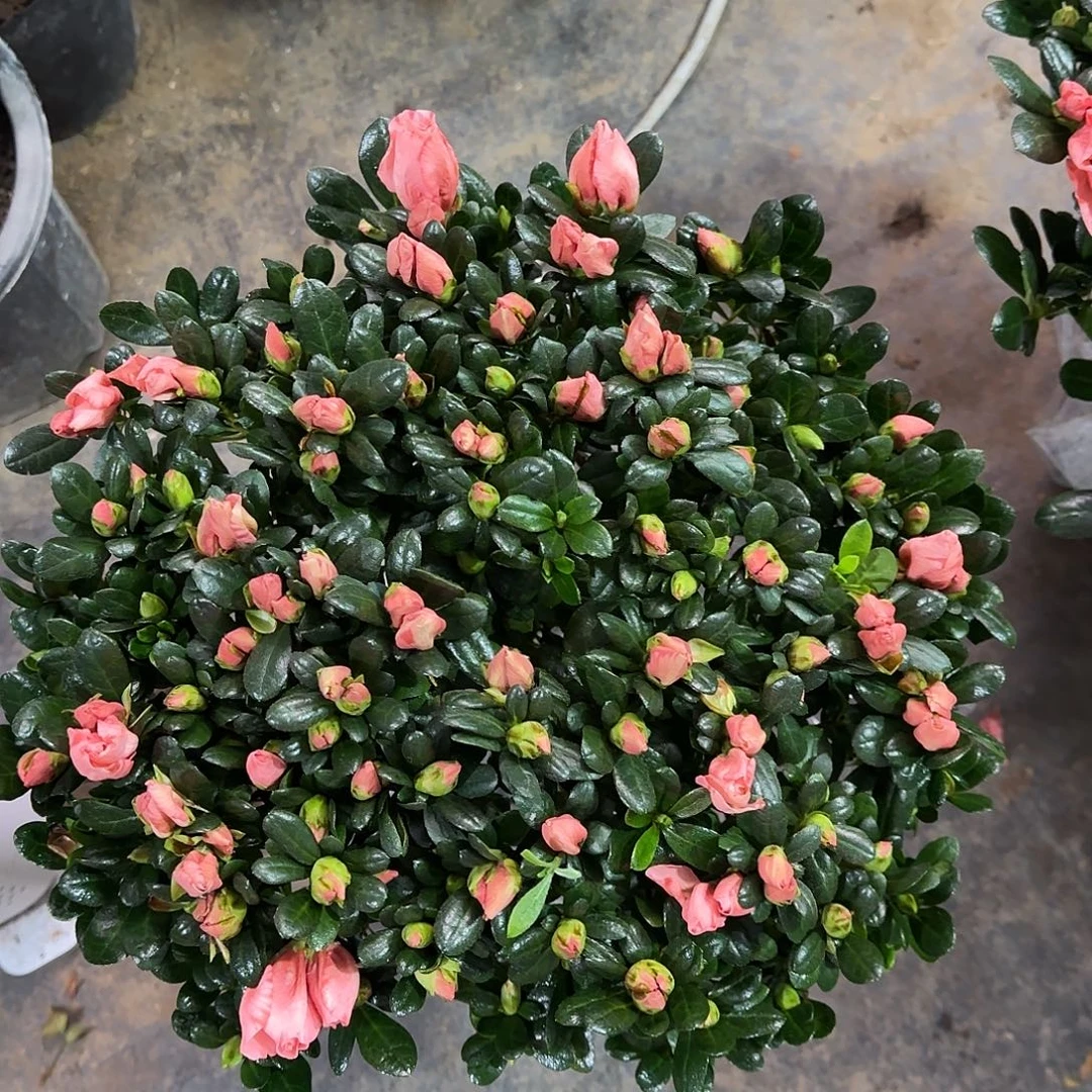 完全开放00000000