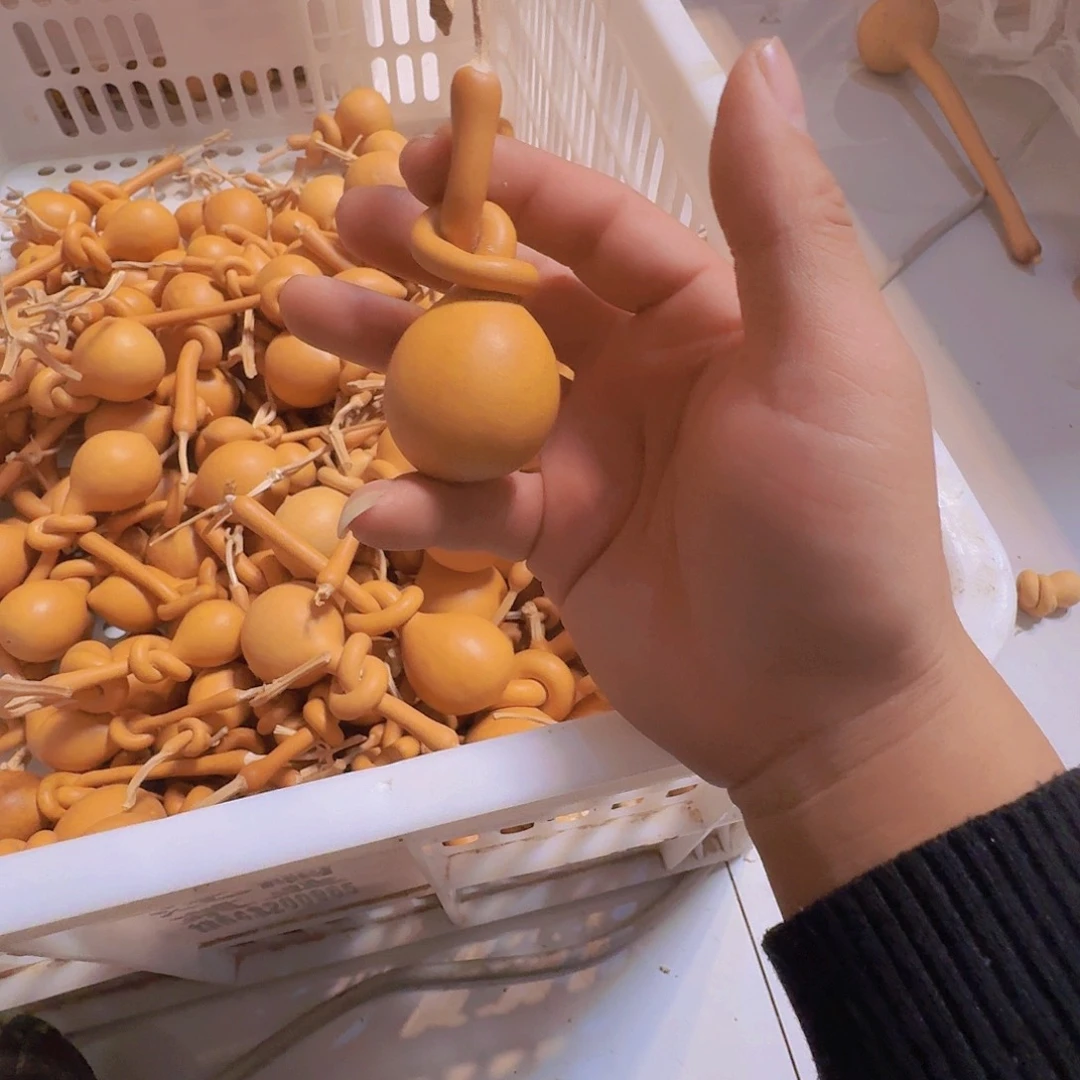 C***Y葫芦科分布的范围非常有限