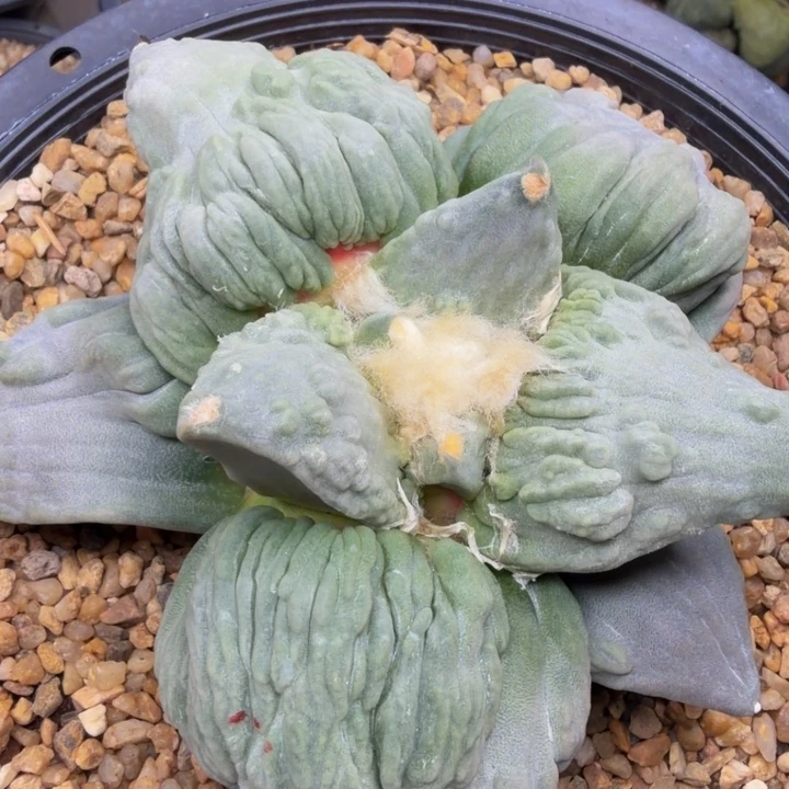 大型白蜡浪花血怒