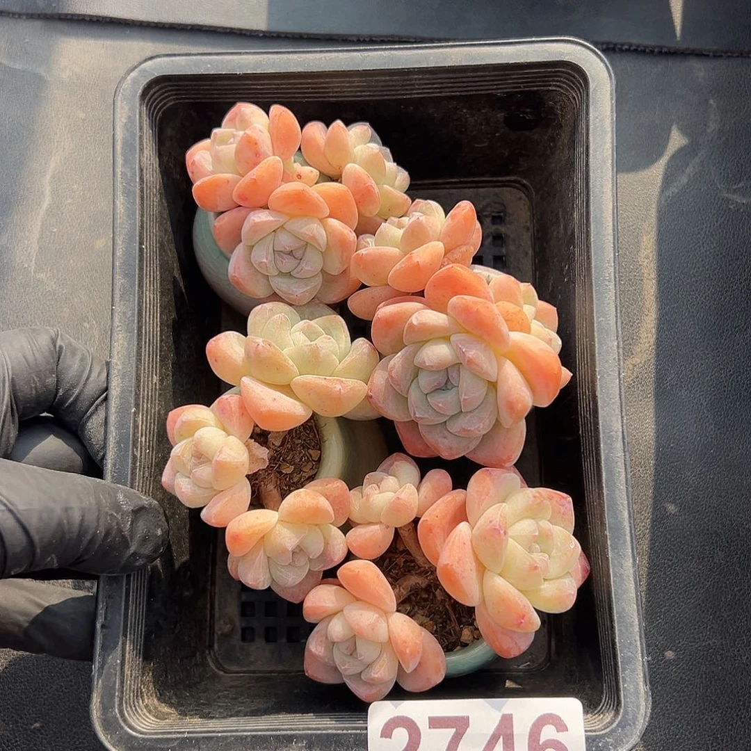 2746，四个三头冰玉带盆发的