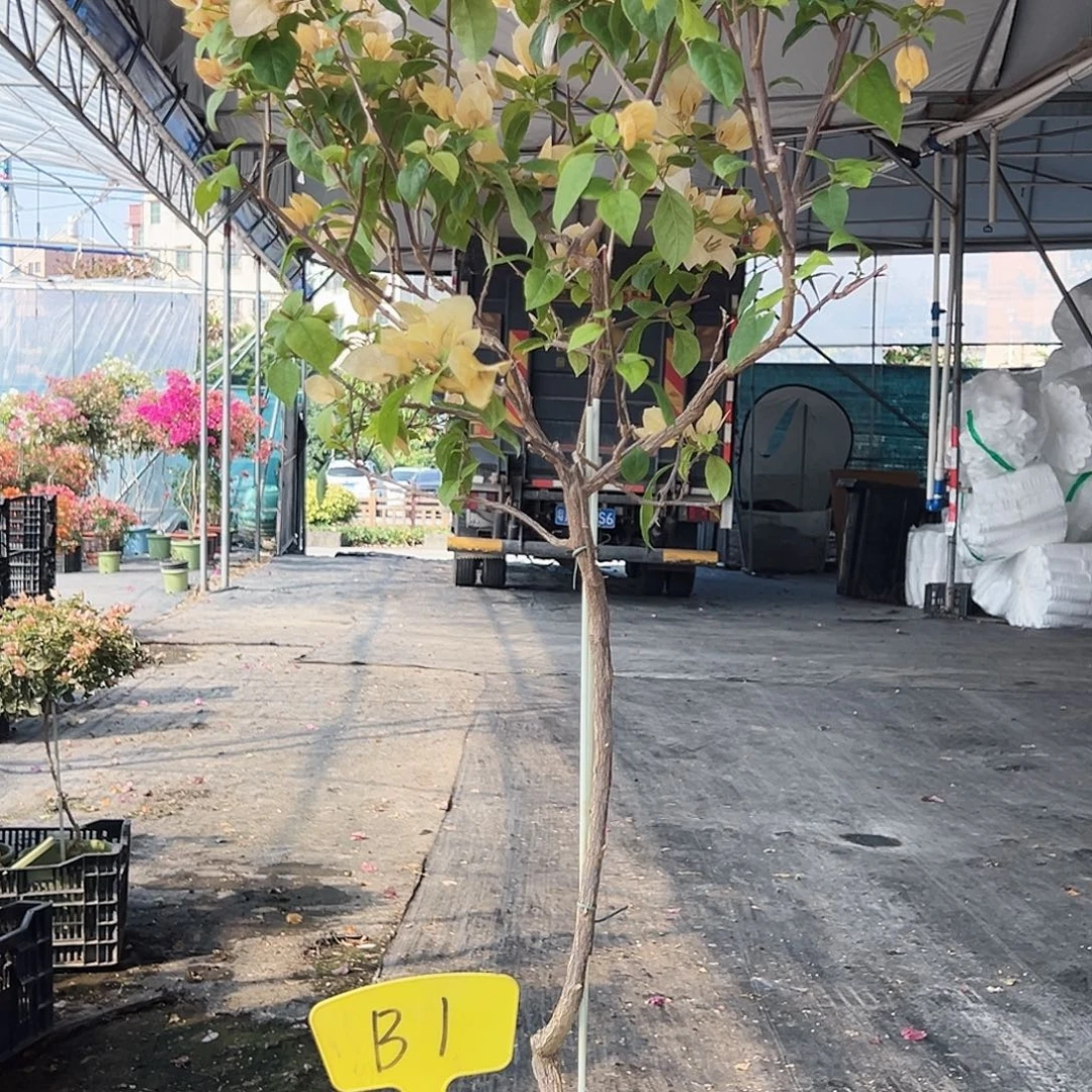 花****大部分花苞少量开放B1苏瓦娜