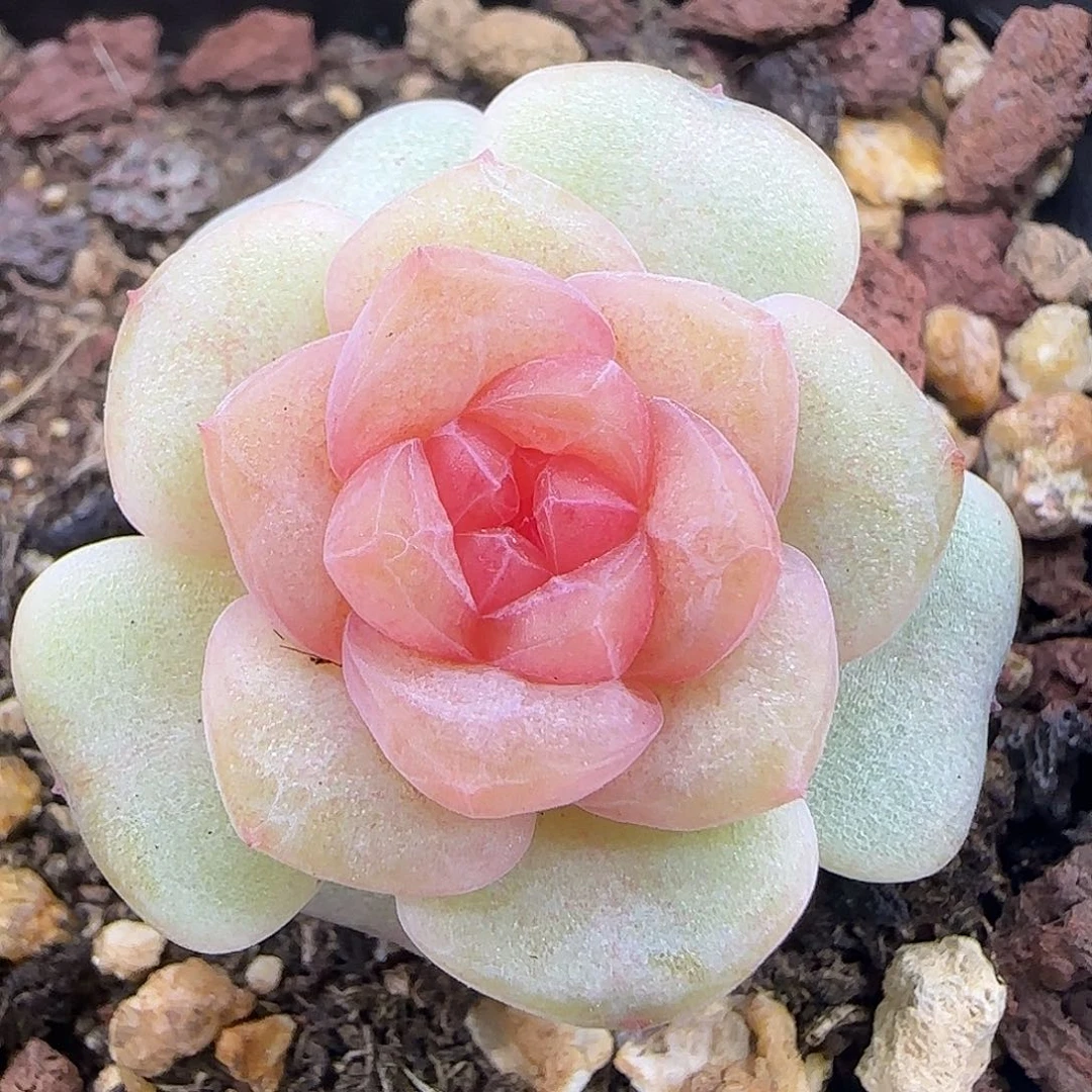 897糖心3厘米【满29包邮非偏远】