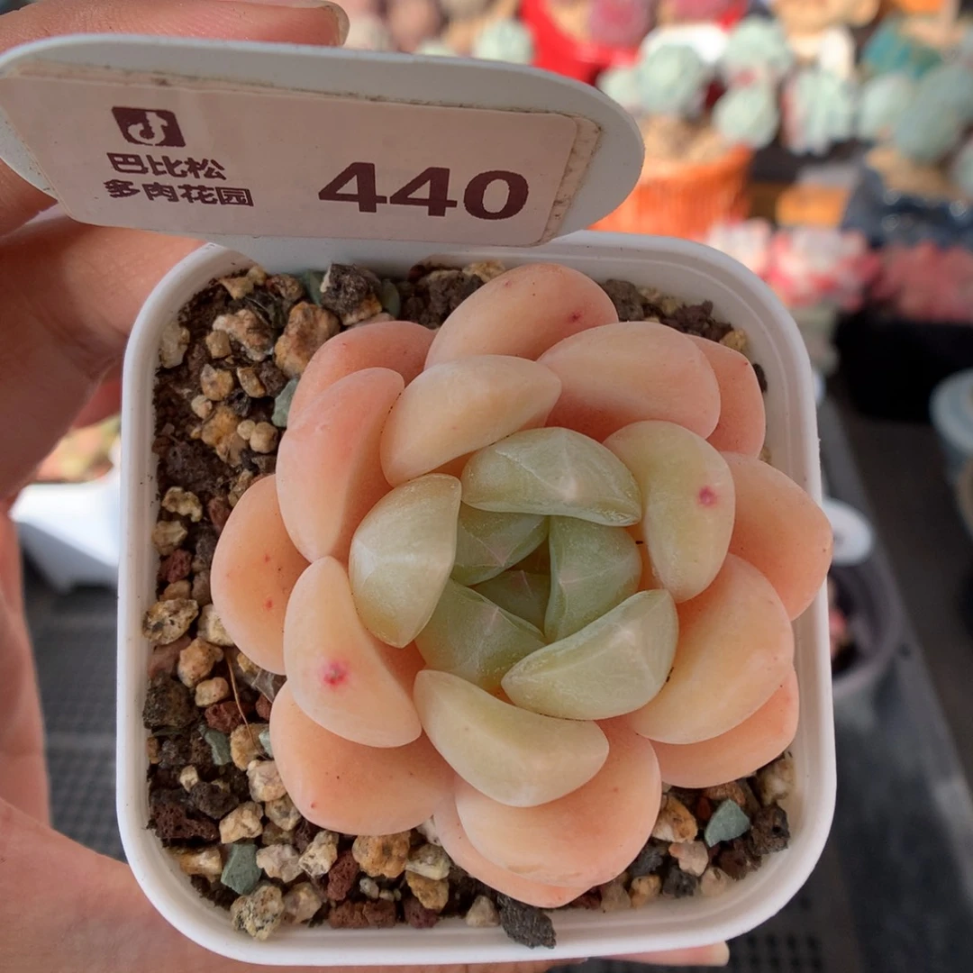 440糖心多肉植物