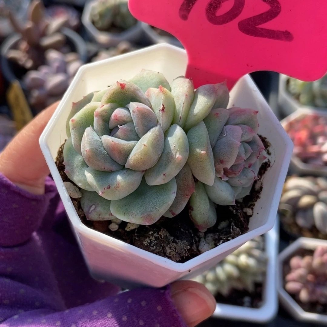 102如梦令石化多肉植物