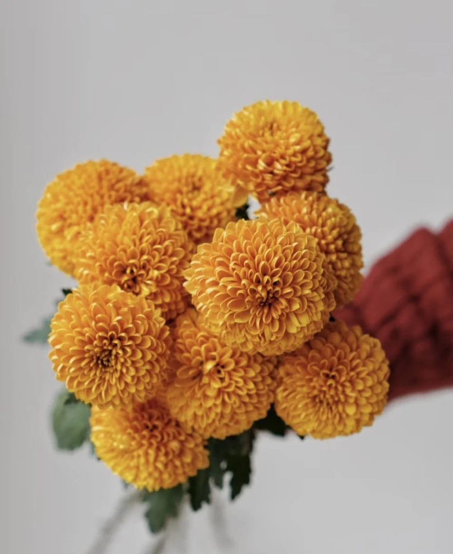 鲜花【葡璞花舍】橙色乒乓菊 5支  基地直发