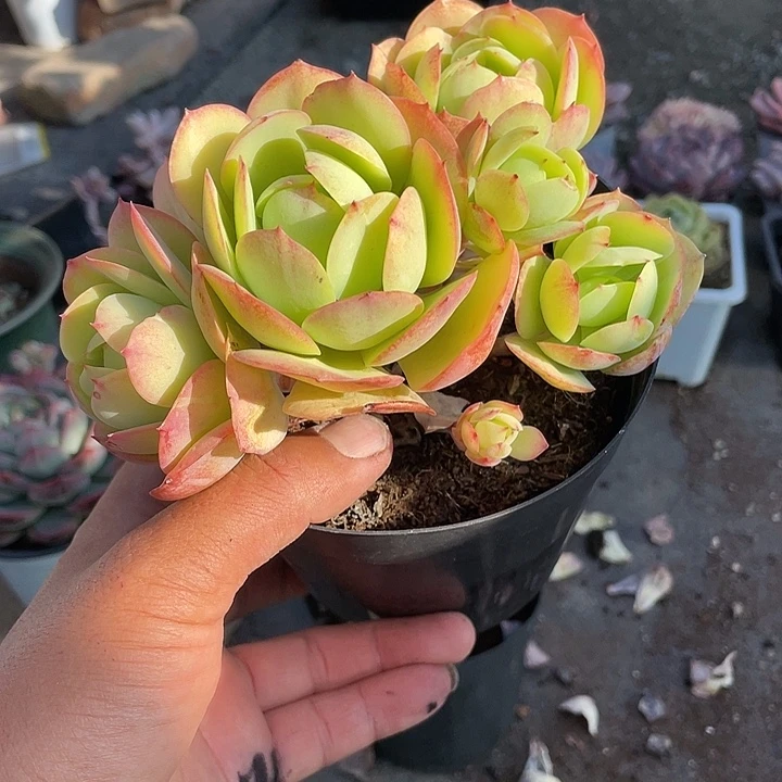 鸡蛋碧桃整群带盆发货