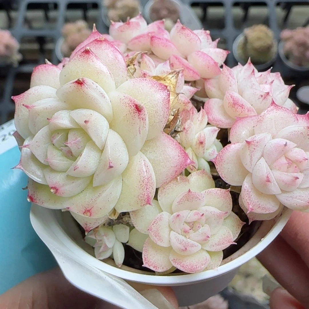 花语逸镜0224-425散