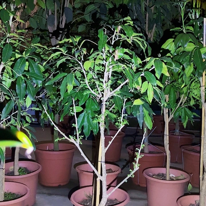 飞***哥无花朵456847847657574857