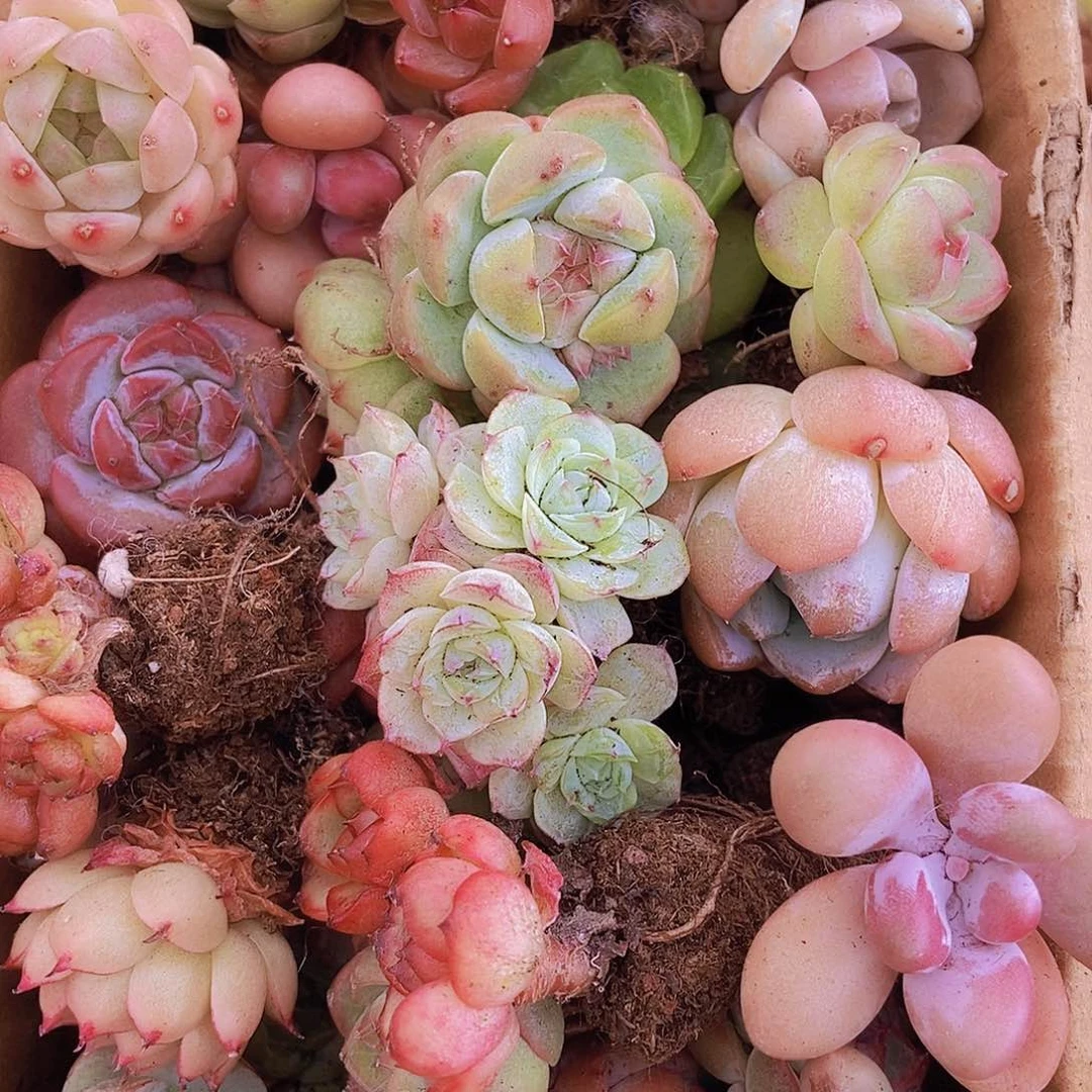 0000000000001量拍保底20可