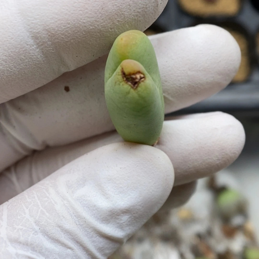多肉植物肉锥杂交K-147