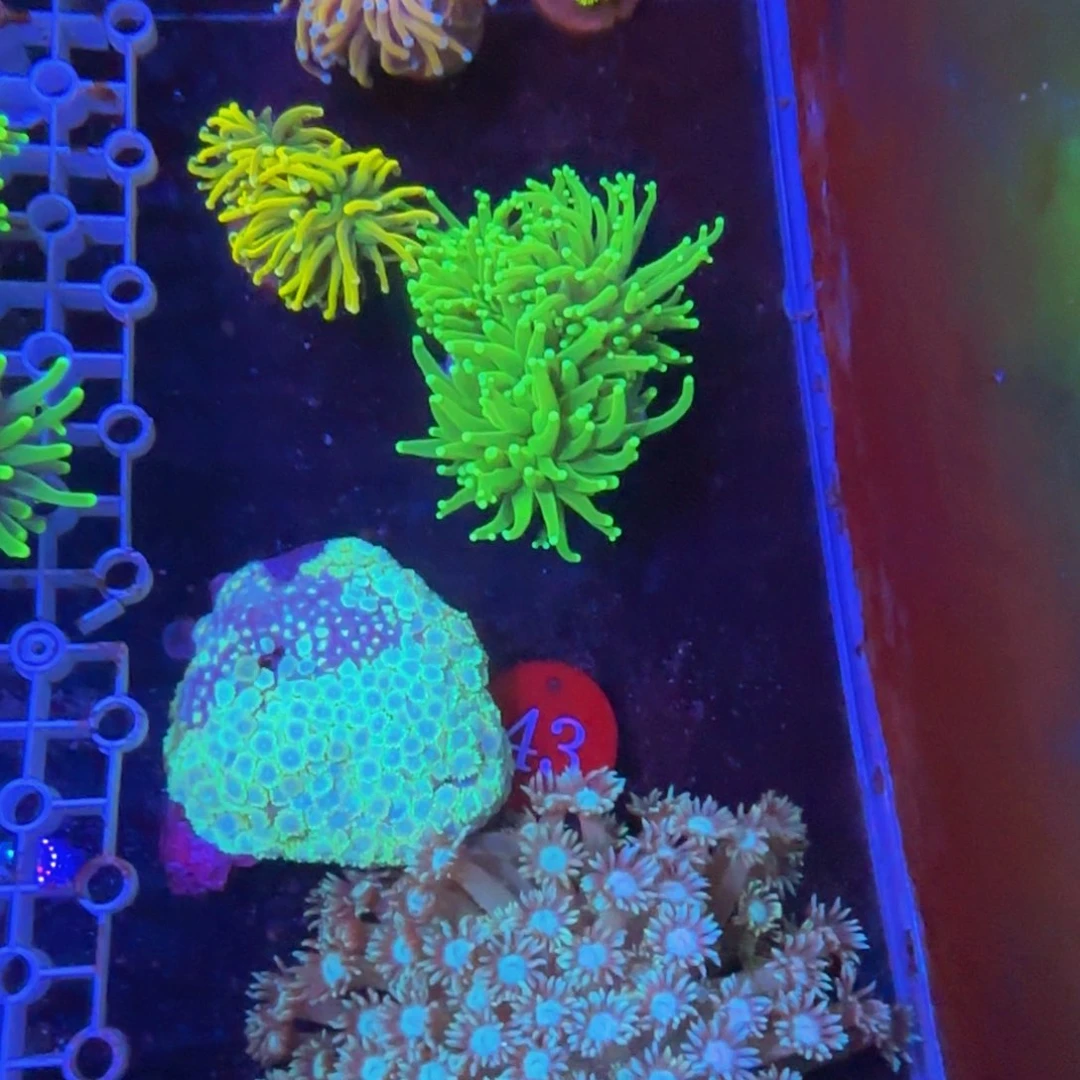 万鱼来朝海水观赏