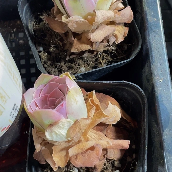 潘多拉玫瑰2.8带哦土