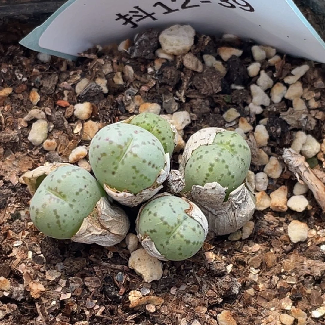 12-39荧光猴多肉植物