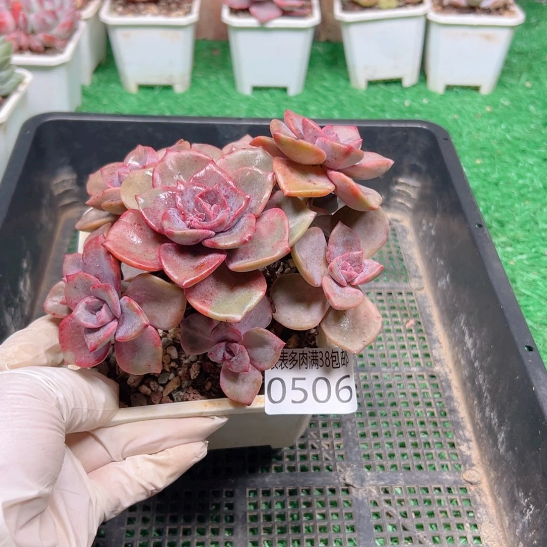 无花朵多肉一物一拍植物0506
