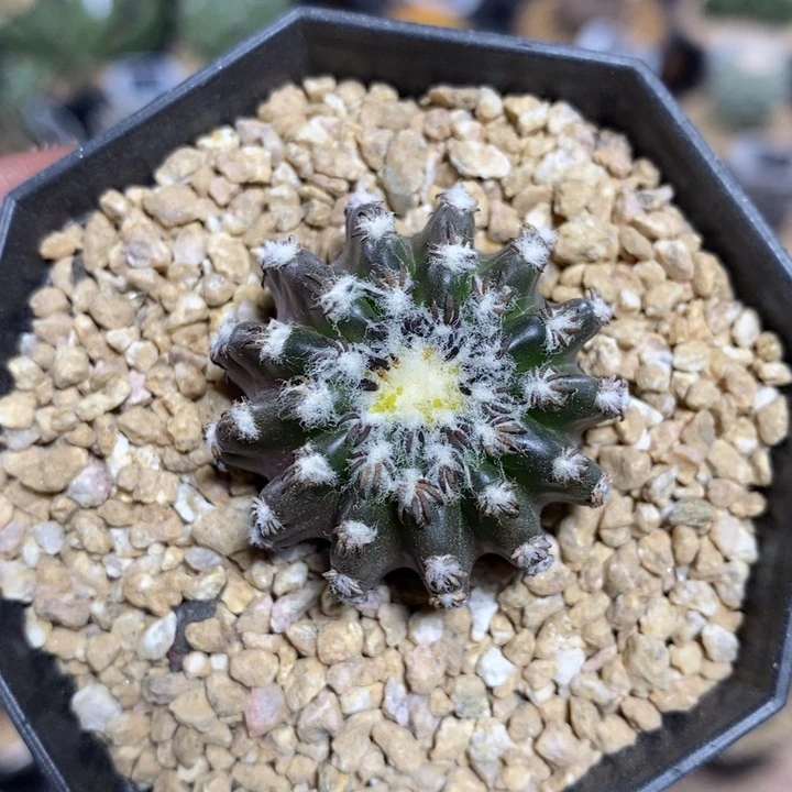 实生奇特球801号3.2cm