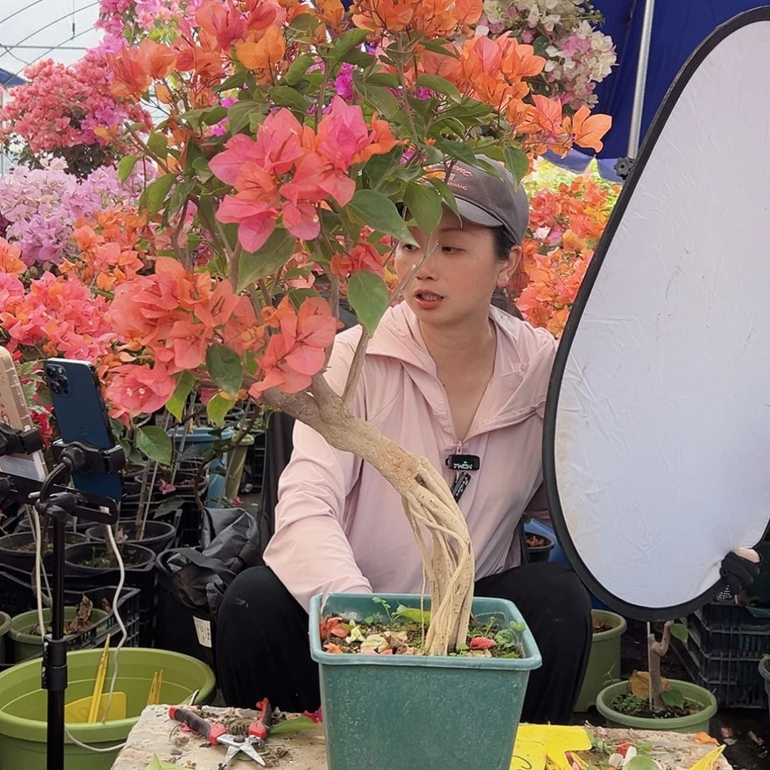 咖***甜大部分花苞少量开放C9波妹