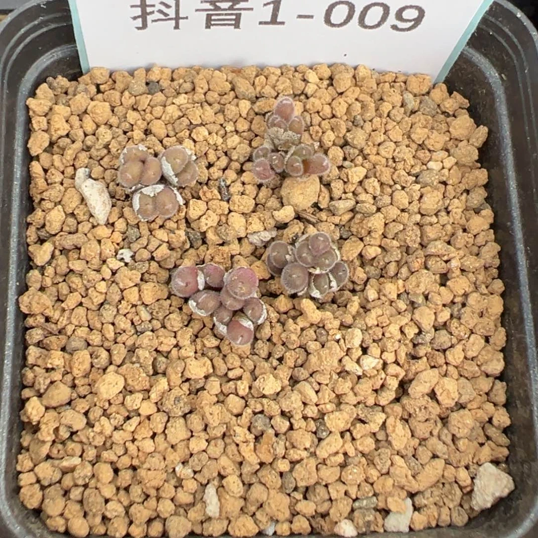 1-09量拍红花毛球一群