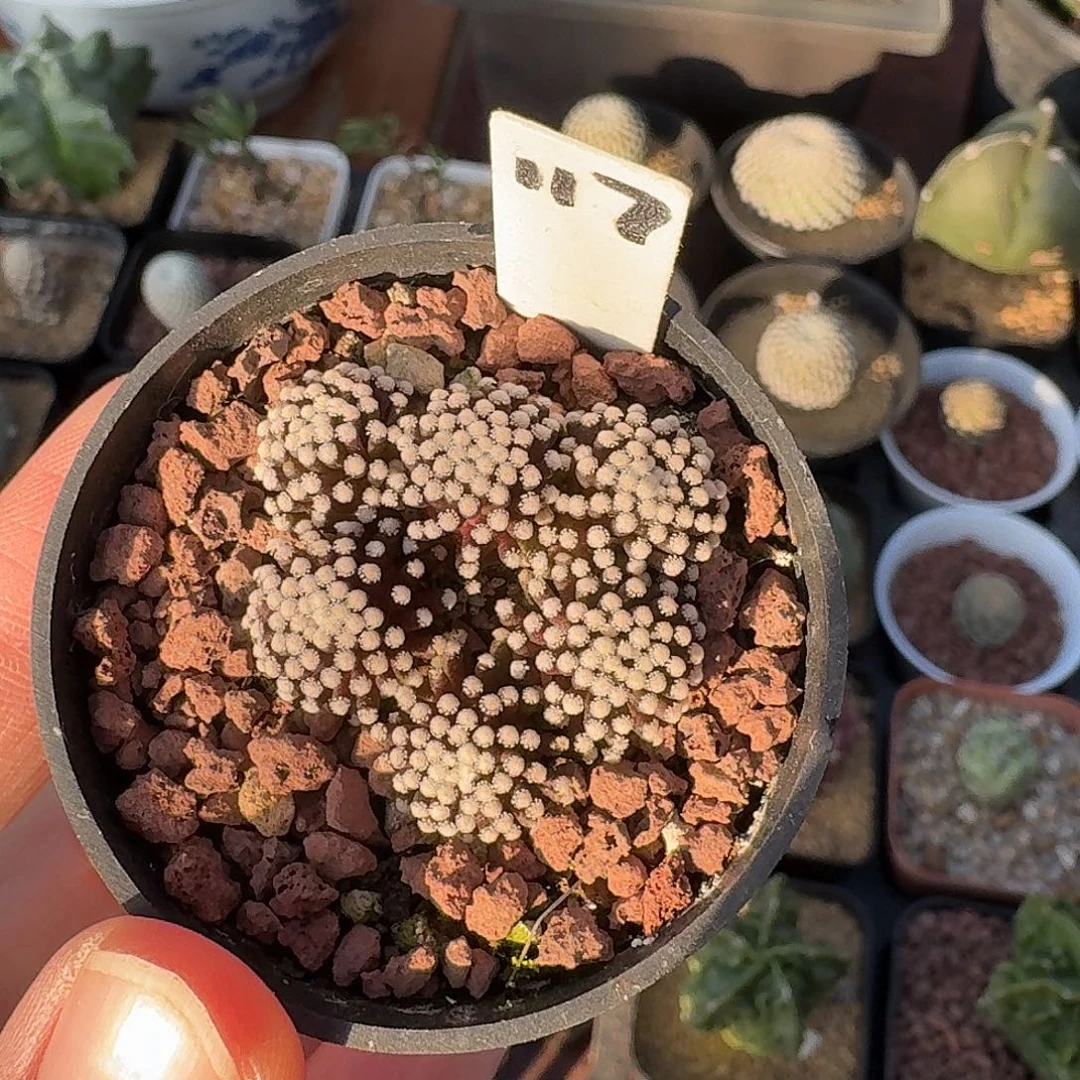 117号松针牡丹仙人球