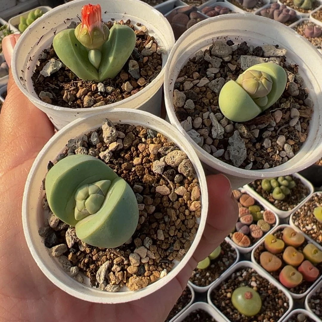 522多肉植物种类多样