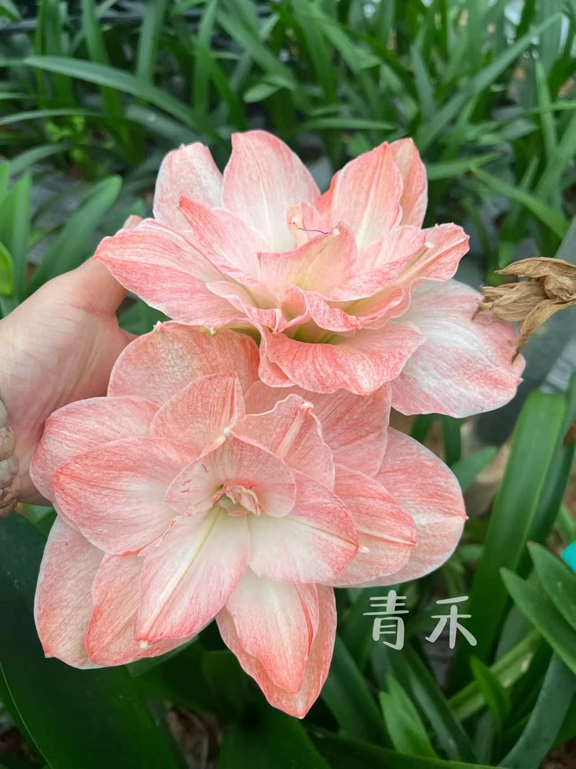【漂亮女孩】朱顶红种球（包对版不包养护）