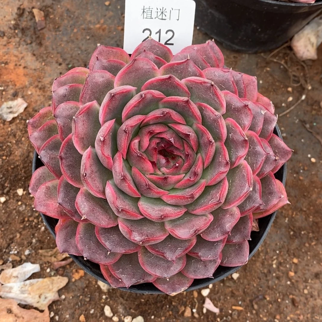 清****༇杂交精品多肉212