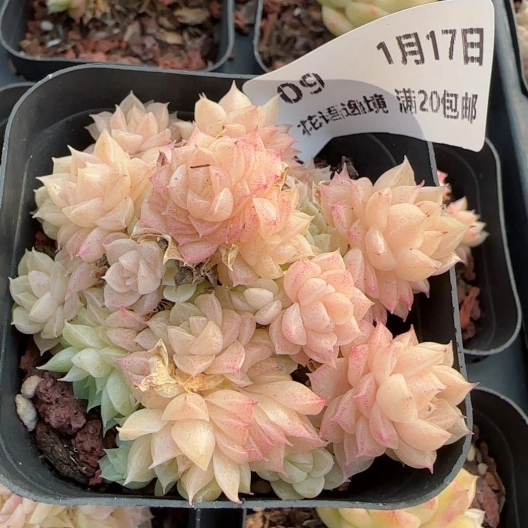 花语逸境0117-09eko