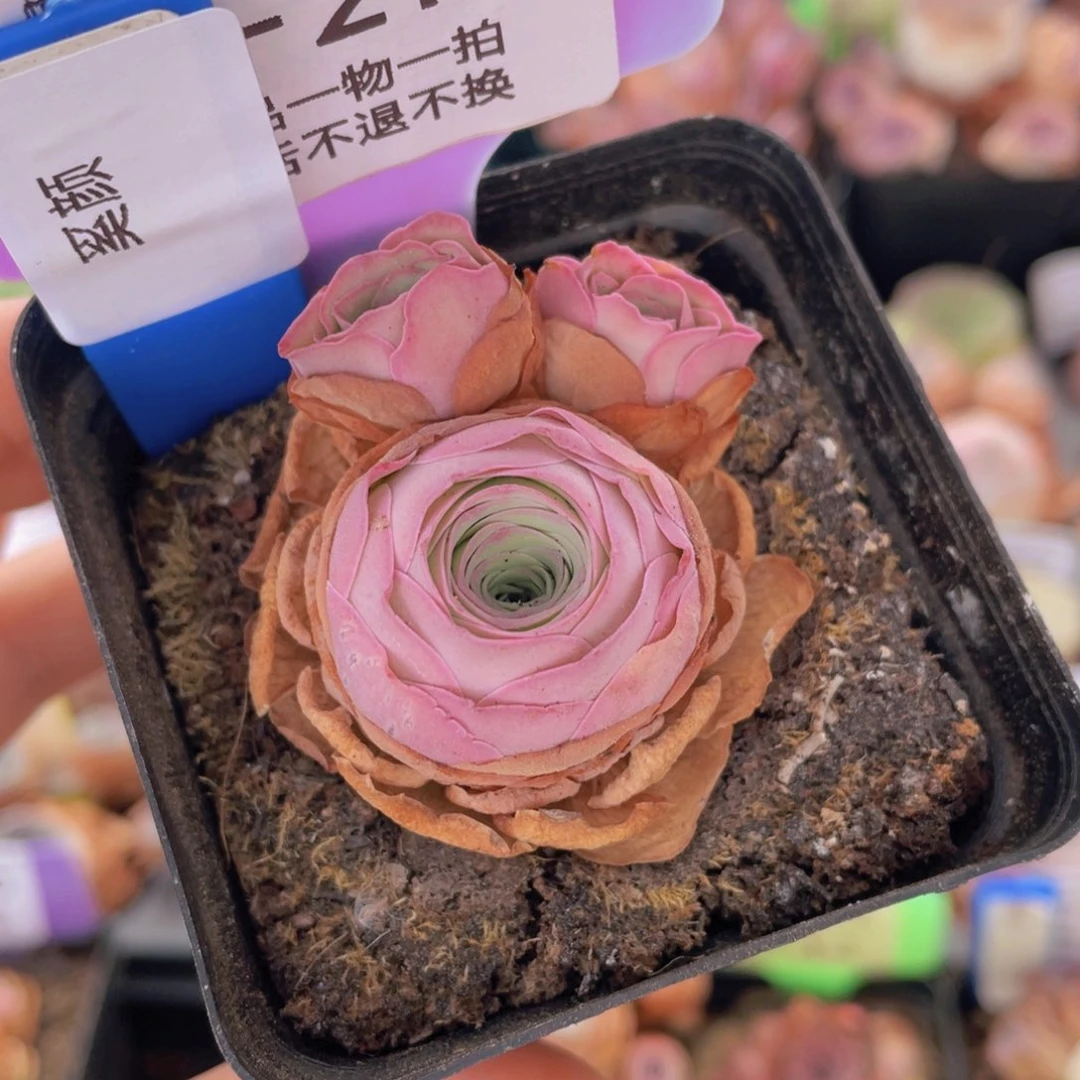 山地玫瑰奚颜J212