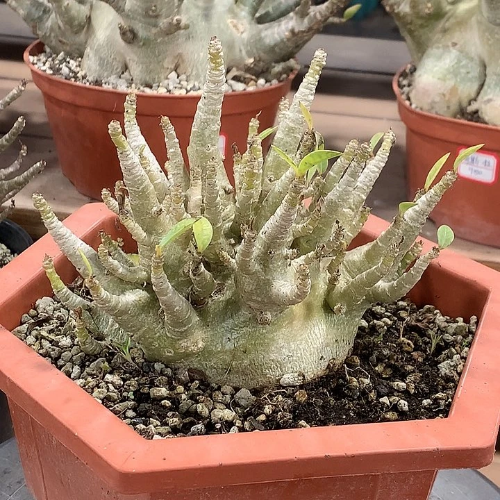 W***e180哥斯拉111111111111