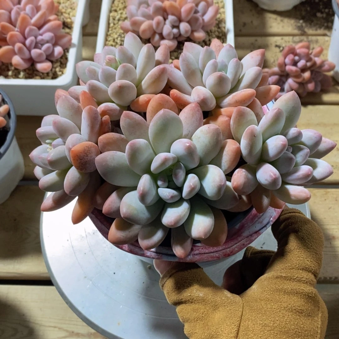 可问主播品种，下滑链接更多品种多肉选择-3