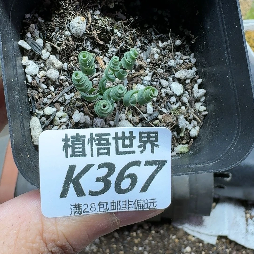 多肉植物的人生ghn