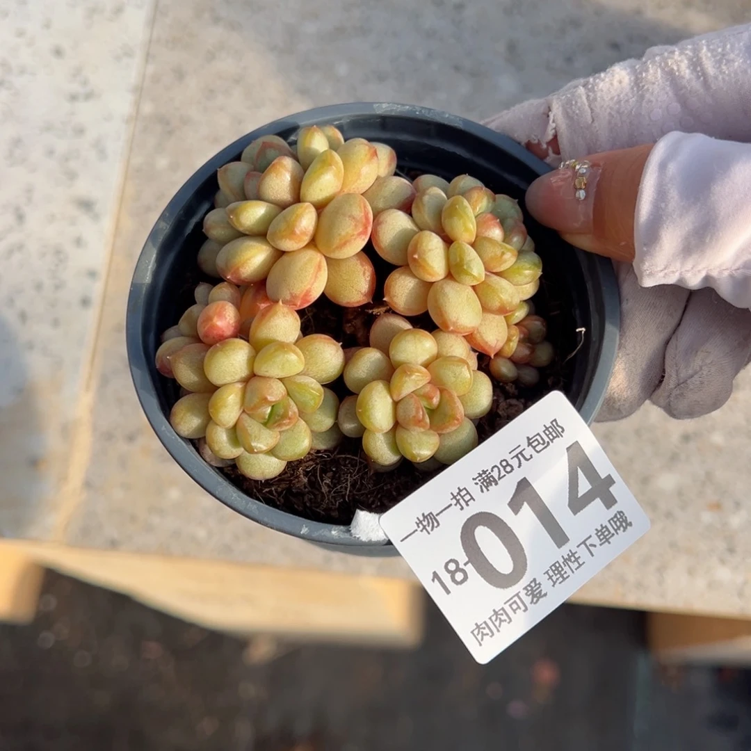 葡萄，多肉多肉多肉多肉