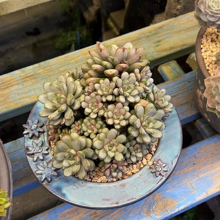 葡萄裸根发货。