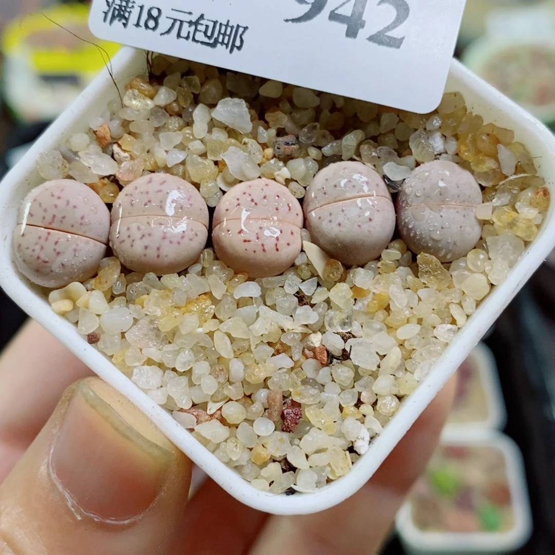生石花花花花花花花花花花花花花花942