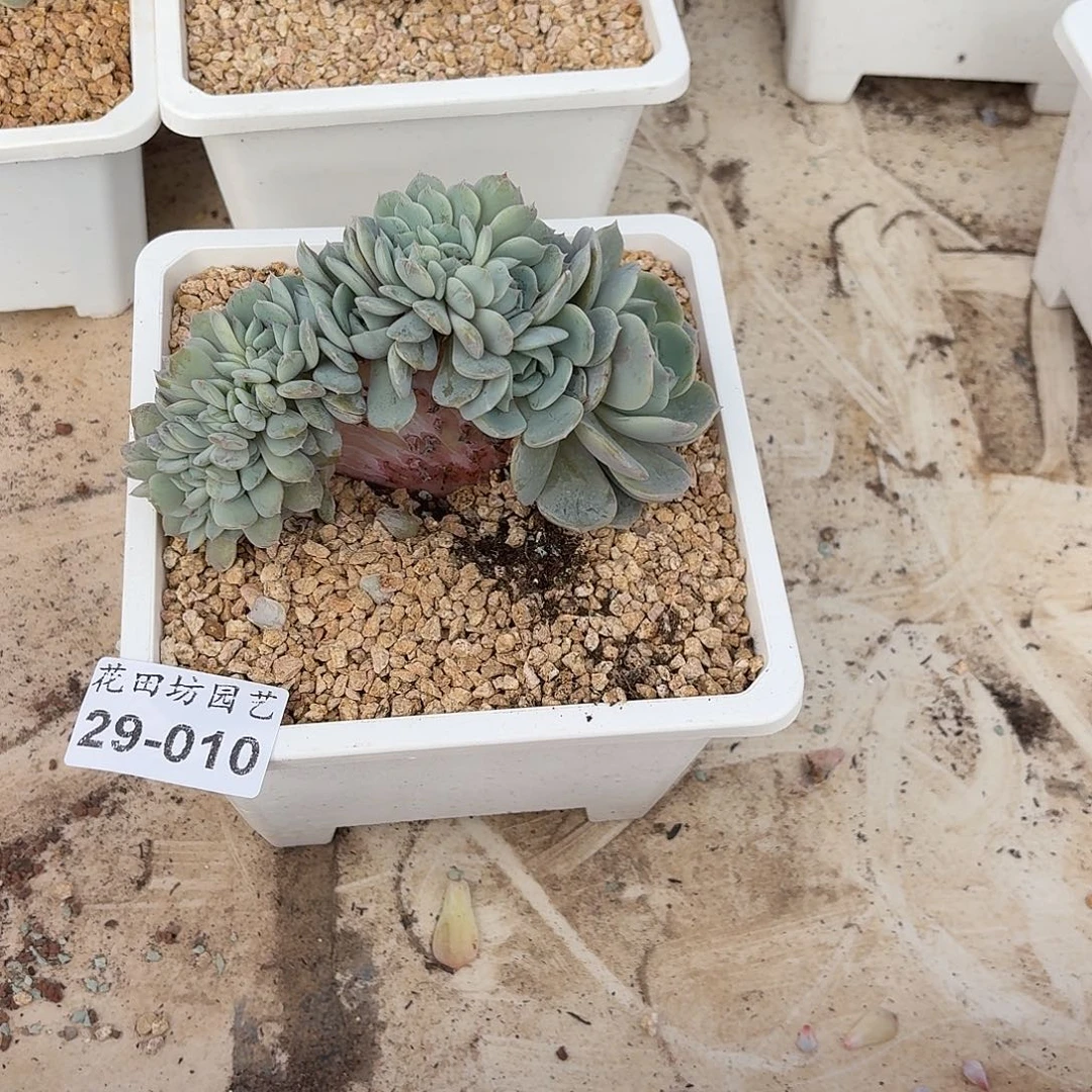 懿***菲29.010劳林树缀一个