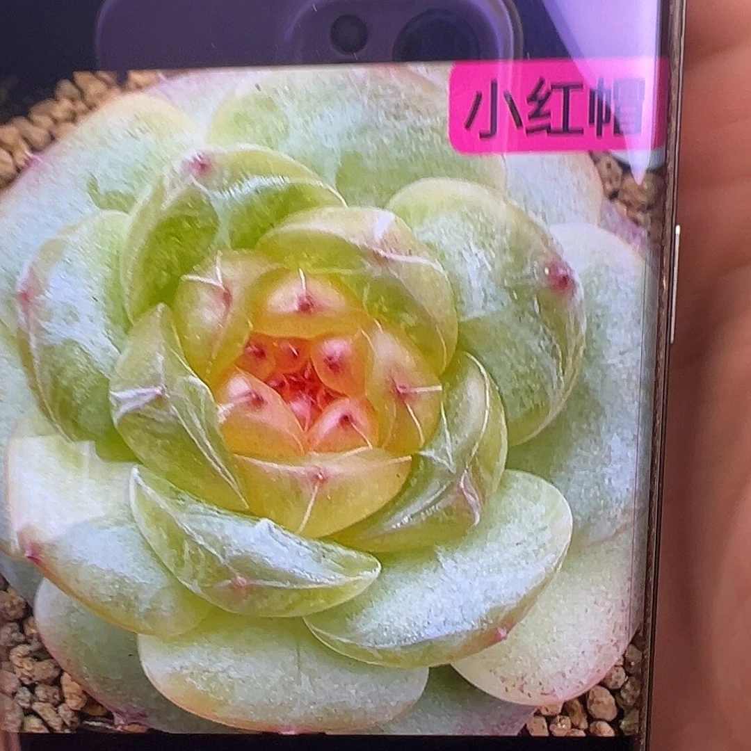 小红帽状态图。