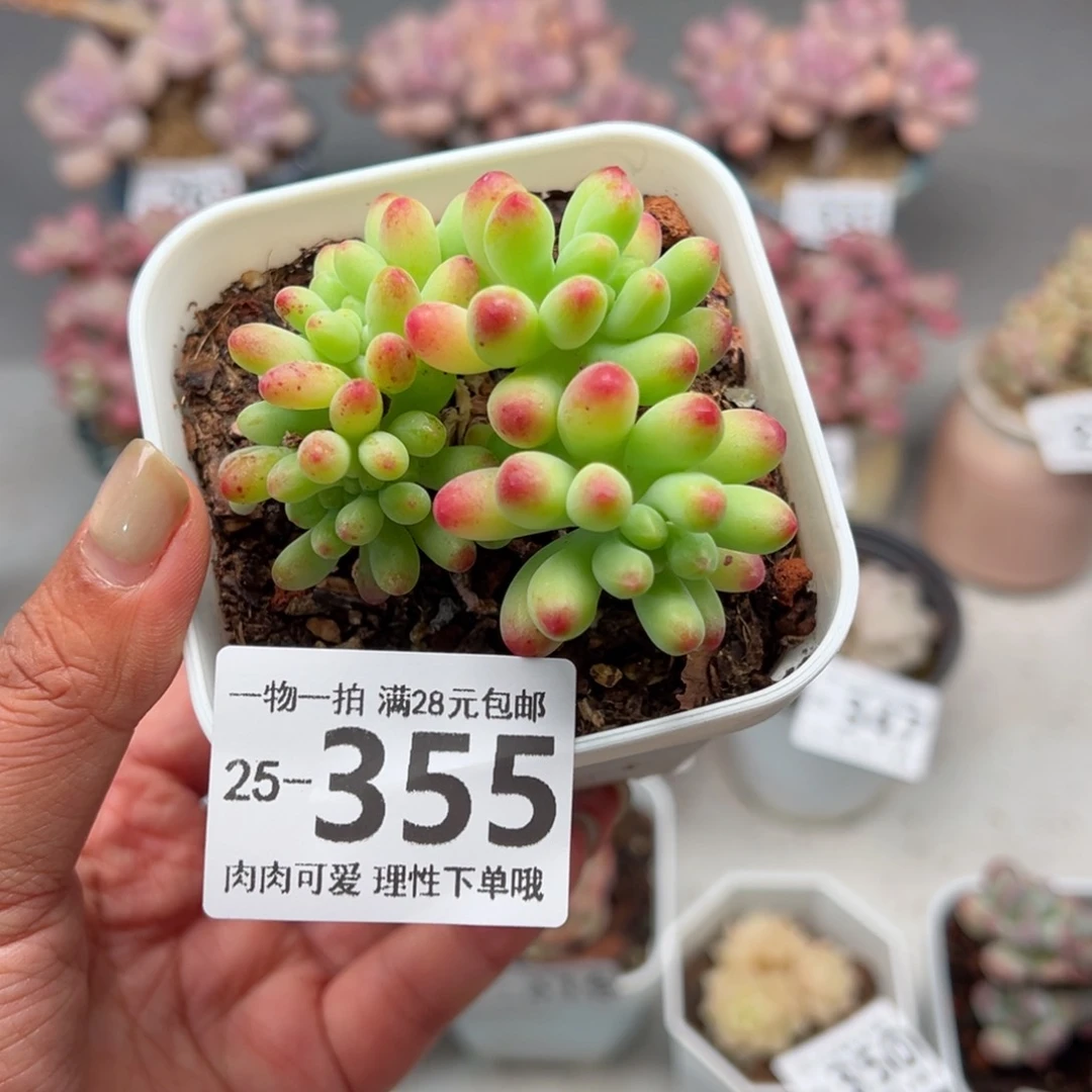 果冻乙女心老桩多肉多肉多肉多肉