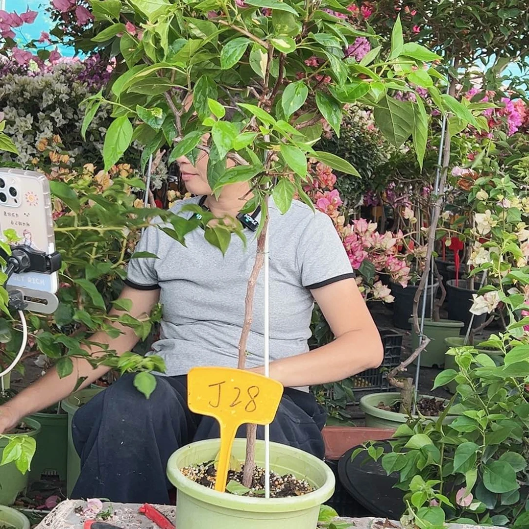 指***沙大部分花苞少量开放J28橙白