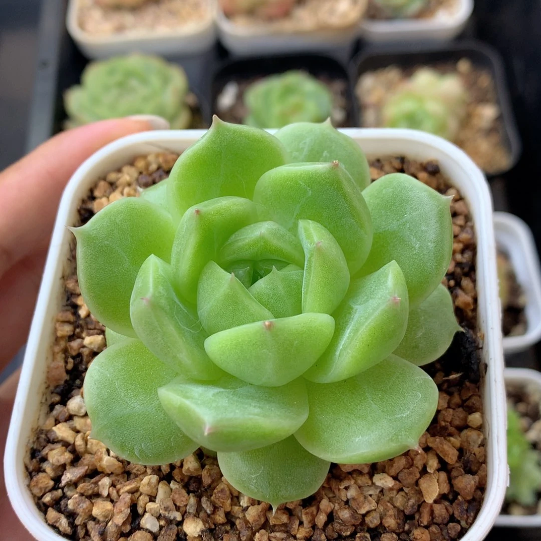 58包邮  群生不包整 91