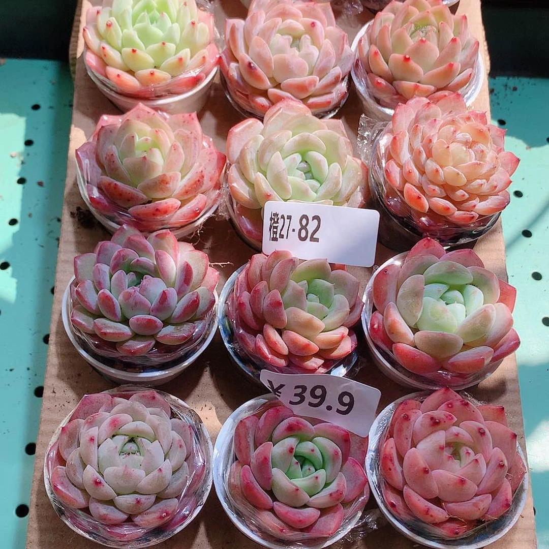 27-82一物一拍带盆18颗