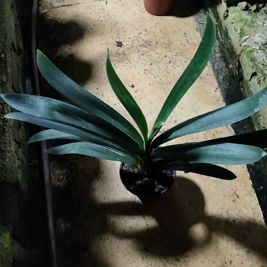 用***天完全开放君子兰完全开放