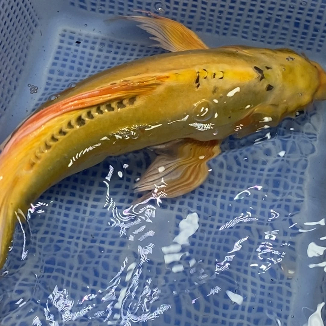 锦鲤锦鲤 开衩掉麟充血属于正常情况 介意别拍