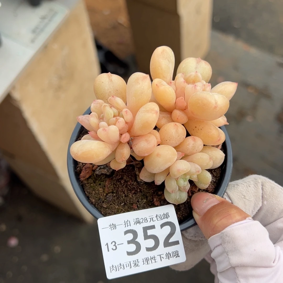 艾尔盖茨芙多肉多肉多肉多肉