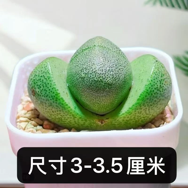 【1颗小绿元宝3厘米】稀有之物贵货少有绿元宝多肉植物3厘米