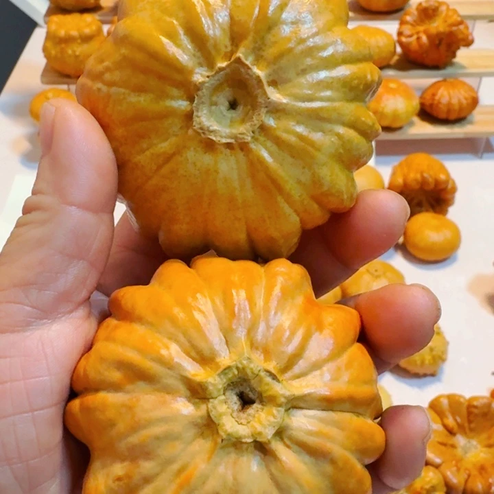 一****墨西哥七彩葫芦