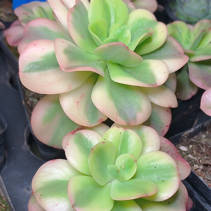 a109红梅锦脱土发货