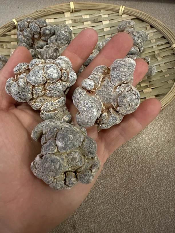 道地云南文山三七精选二十头滑头春七（20到22头滑头）