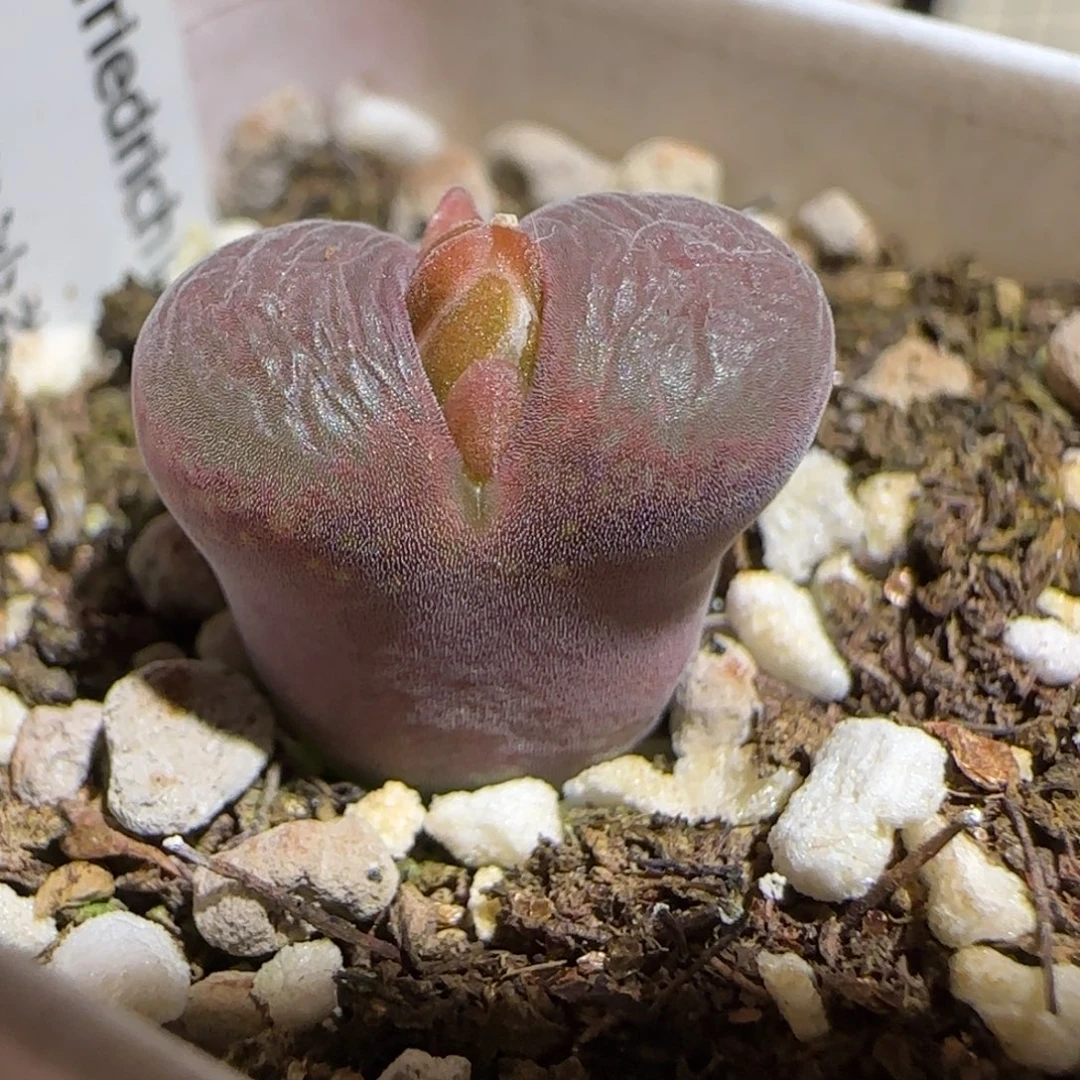 肉锥多肉植物组合-流沙106